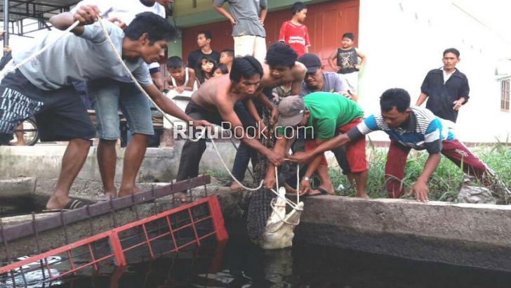Disangka Biawak, Ternyata Buaya Masuk Pemukiman Warga Dumai