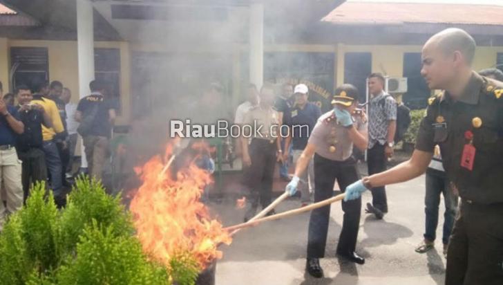 Polsek Bangko Musnahkan 3 Kg Daun Ganja Kering