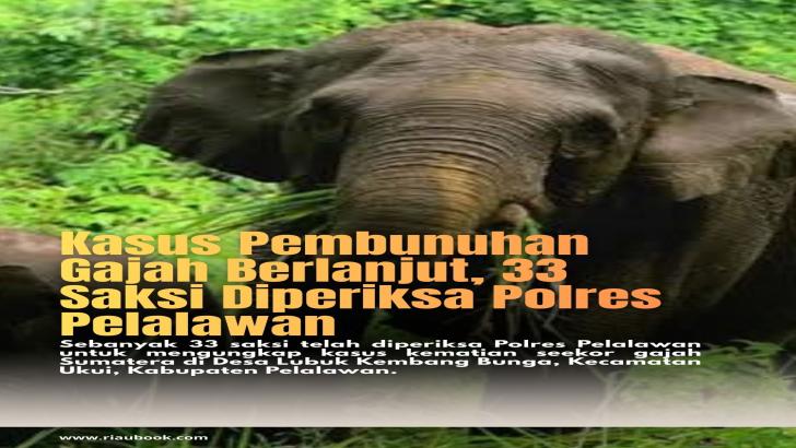 Kasus Pembunuhan Gajah Berlanjut, 33 Saksi Diperiksa Polres Pelalawan