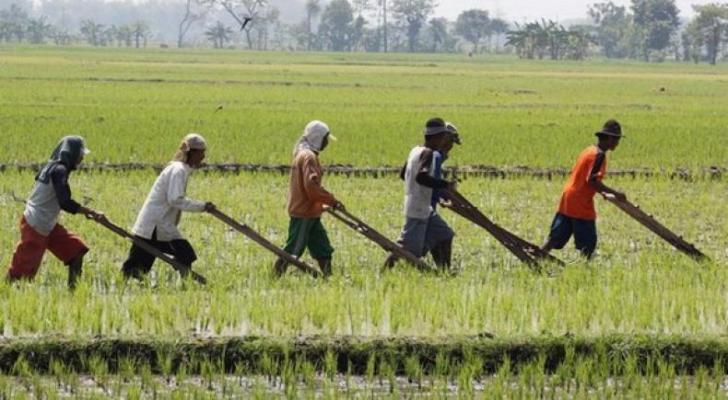 Ketahanan Pangan Terancam, Kedaulatan Pangan Hanya Menjadi Angan