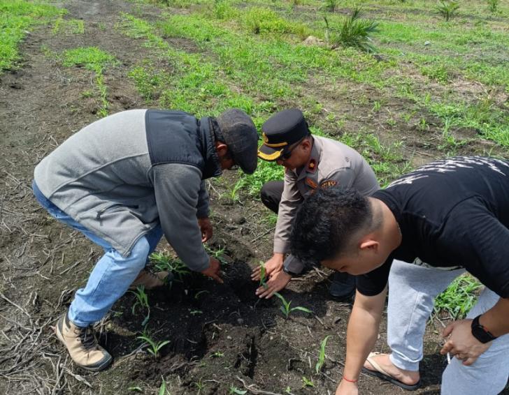 Kapolsek Kandis Dampingi Tim SDM Polda Riau Tinjau Lahan Jagung Poktan Ayu Makmur