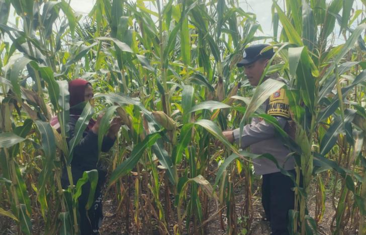 Tumbuh Maksimal, Tanaman Jagung di Kampung SamSam Siap Panen Akhir Juni 2026