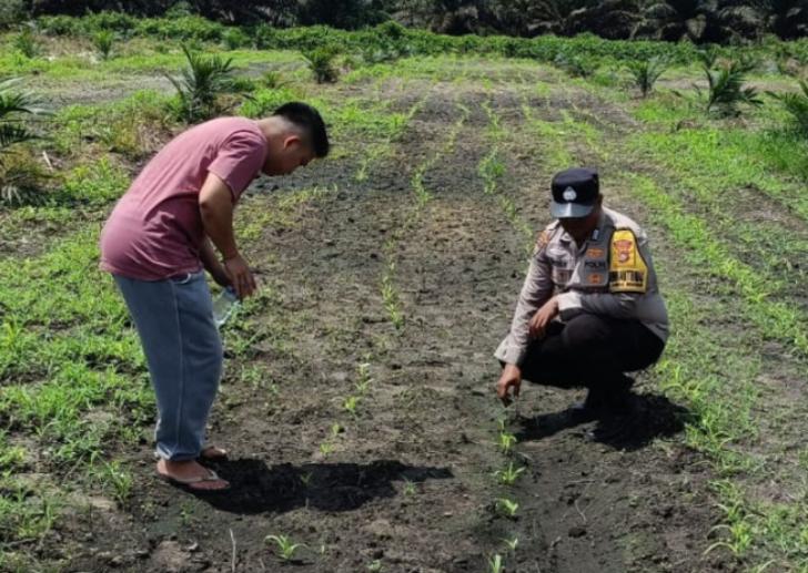 Bhabinkamtibmas Hadir dalam Pemeliharaan Jagung Pipil di Kandis, Mulai Penyiraman, Pemupukan dan Pengendalian Hama