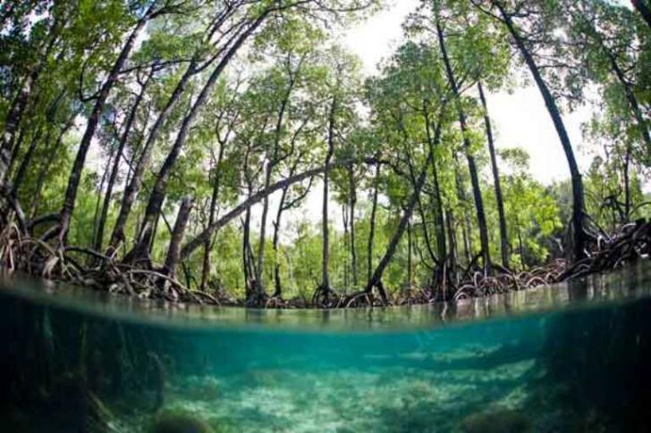 Pembangunan di Bengkalis Malah Rusak Ekosistem Mangrove, Poniman Kesal