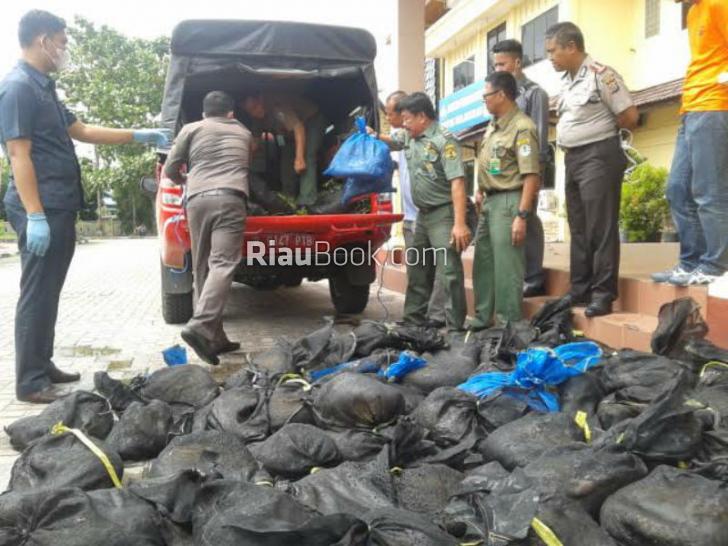 Puluhan Trenggiling Diserahkan ke BKSDA Riau