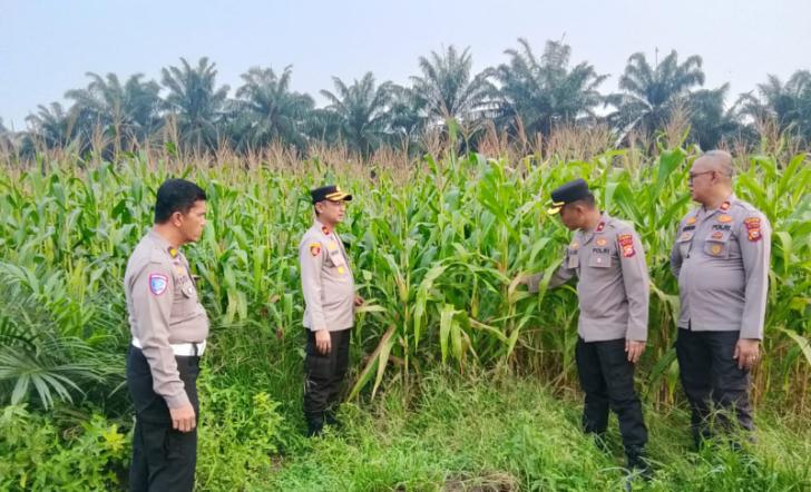 Polsek Kandis Kawal Ketahanan Pangan, Polisi Turun Langsung Cek Tanaman Jagung di Jambai Makmur