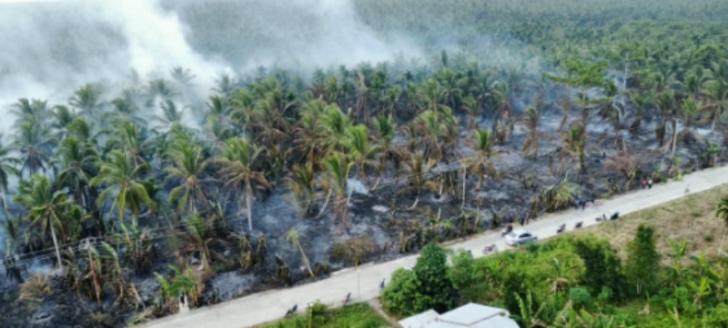 Begini Penampakkan Kebun Kelapa Terbakar di Indragiri Hilir