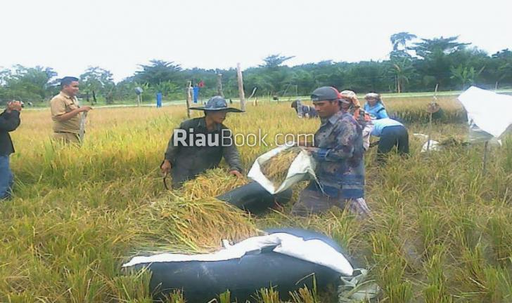 Petani Padi di Perawang Manfaatkan Lahan Kosong Perusahaan