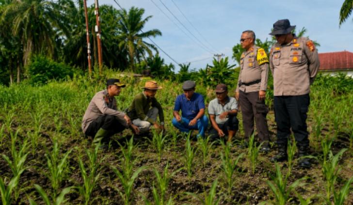Dari Bibit hingga Panen, Perawatan Jagung Jadi Fokus Pendampingan Polsek Kandis