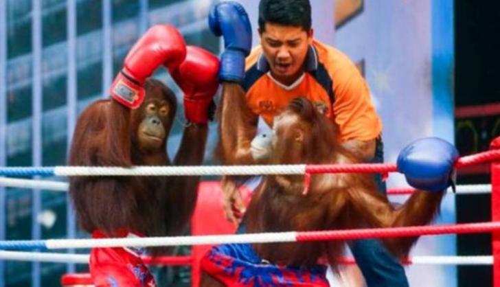Kejinya, Orangutan Khas Indonesia Disiksa di Ring Tinju Thailand