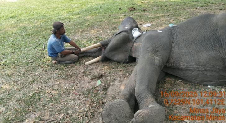 Gajah Binaan PLG Minas Bernama Diego Mati di Usia 17 Tahun