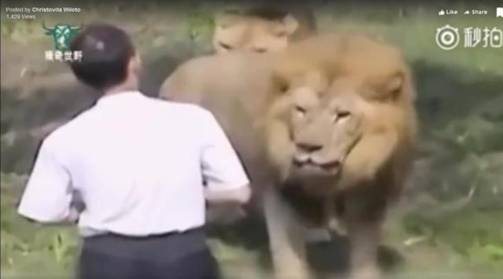 Takjub, Video Seorang Pria Mampu Hindari Kematian dari Serangan 2 Singa Dewasa