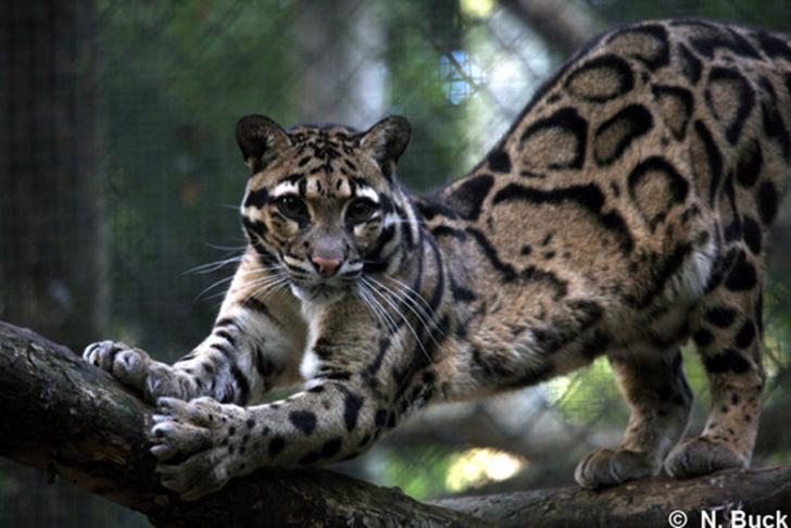 Empat Macan Dahan Menjadi Penghuni Baru di Objek Wisata Bandar Bakau Dumai