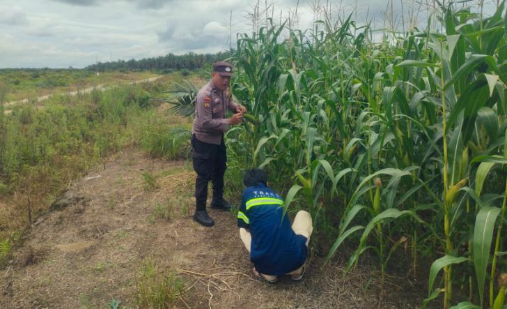 Polsek Kandis Cek Perkembangan Jagung Pipil di Lahan PT KPAK, Dukung Program Ketahanan Pangan Nasional