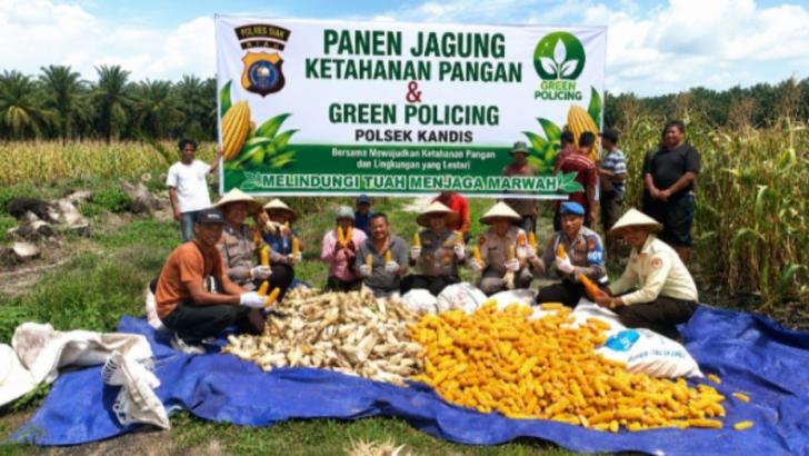 Polsek Kandis Panen Jagung Kuartal ll di Libo Jaya sebagai Dukungan Ketahanan Pangan