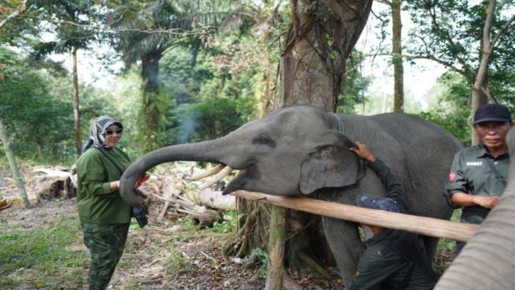 Isteri Mendagri Datangi Gajah di Siak