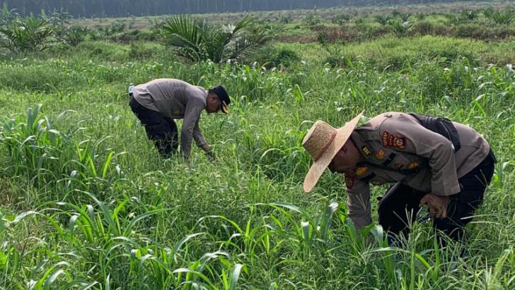 Kapolsek dan Wakapolsek Kandis Gotong Royong Bersihkan Gulma Tanaman Jagung untuk Ketahanan Pangan