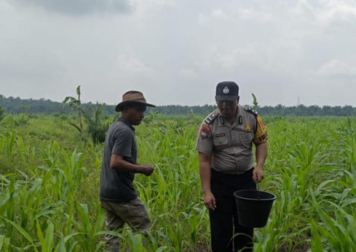Bhabinkamtibmas Polsek Kandis Bersama Petani Lakukan Pemupukan Jagung