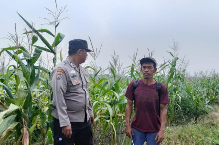 Mengawal Ketahanan Pangan di Kampung Jambai Makmur