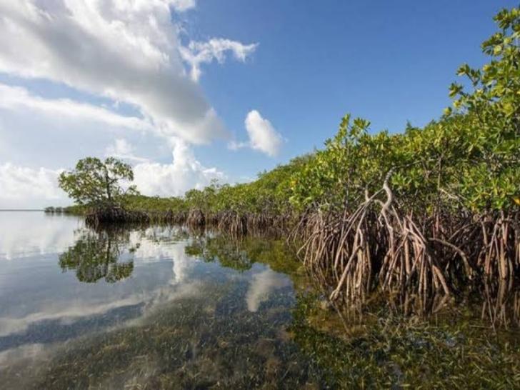 Katanya 4.200 Hektare Mangrove Riau Bakal Direhabilitasi