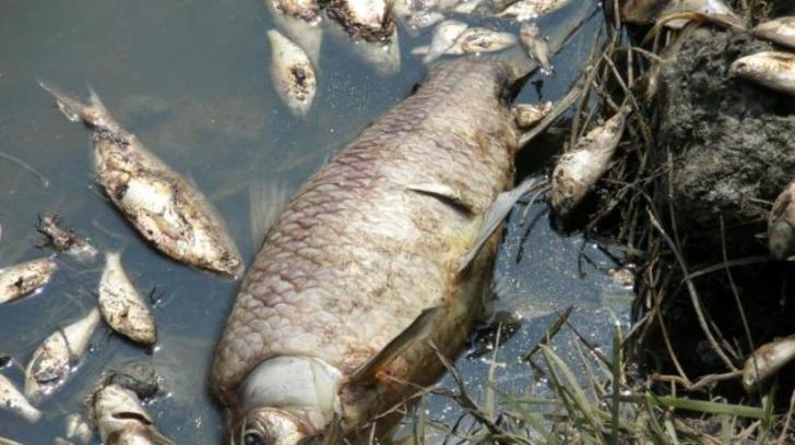 Masih Dugaan, Limbah Perusahaan Cemari Perairan Kuansing Sebabkan Ribuan Ikan Mati