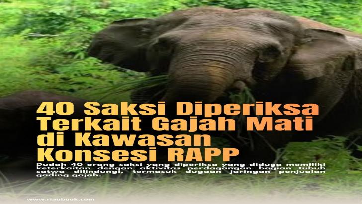 40 Saksi Diperiksa Terkait Gajah Mati di Kawasan Konsesi RAPP