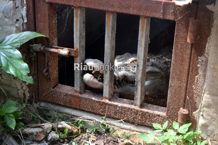 BKSDA Dumai Sebut Evakuasi Reptil Raksasa Terkendala Dana