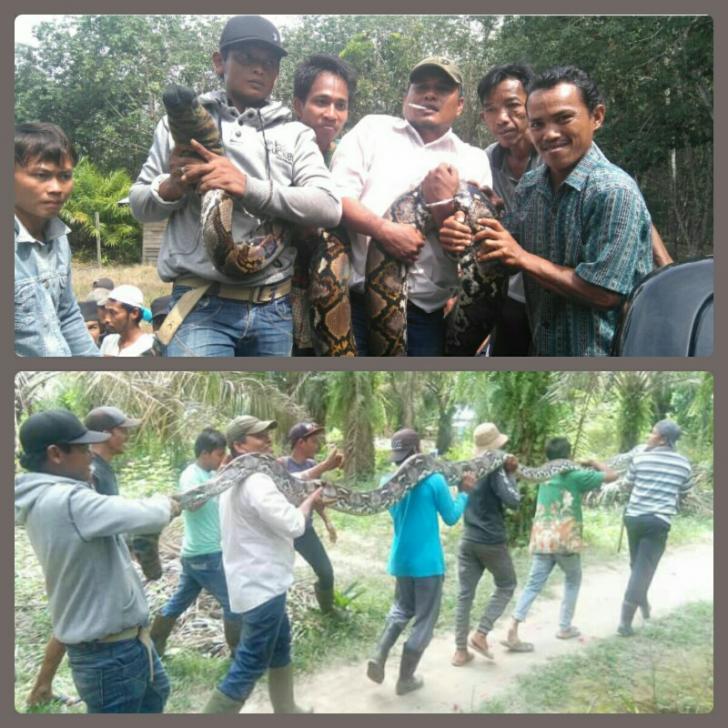 Warga Siberida Meninggal Dunia  Dililit Ular Sepanjang 6 Meter
