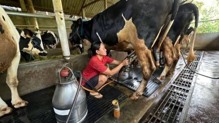 SPR Trada Siapkan Riau Jadi Sentra Produksi Susu
