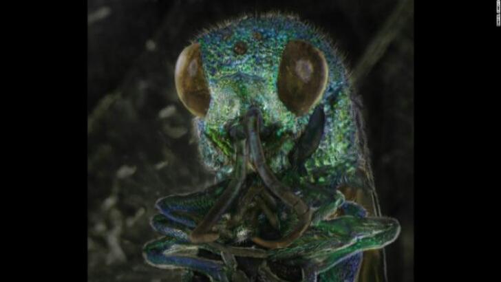 Ketahuilah, 'Monster' Ini Berada di Kamar Kita Setiap Hari