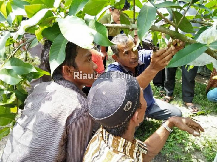 Tingkatkan Produktivitas Jambu, Petani di 3 Kabupaten Belajar Langsung dari Ahli