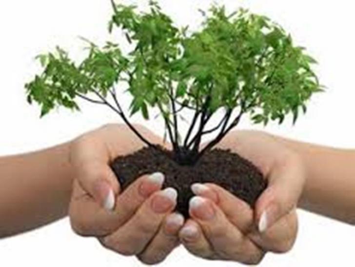 Peringatan Hari Bumi 2016, Mengapa Kita Harus Menanam Pohon?