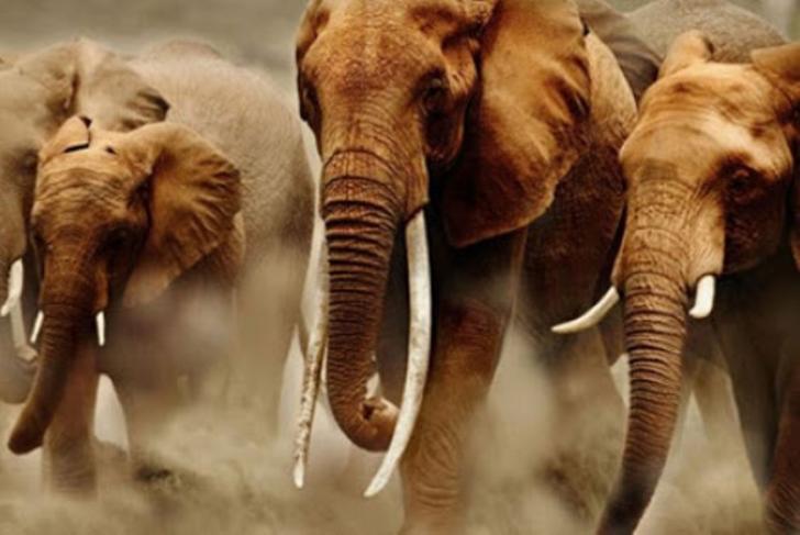 Astaga, Gajah Dibunuh, Kepala Dibelah, Gading Dilahap