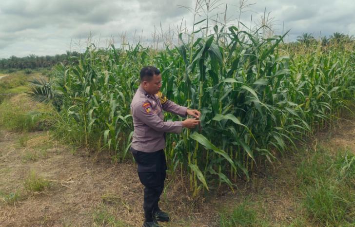Sudah Berumur 18 Hari, Bhabinkamtibmas Polsek Kandis Pastikan Perkembangan Jagung Pipil untuk Ketahanan Pangan