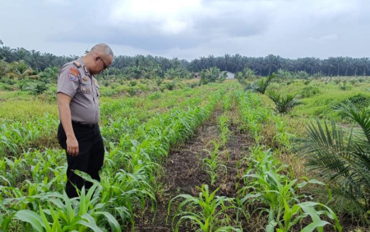 Dari Desa untuk Negeri, Bhabinkamtibmas Merawat Tanaman Jagung Bersama Petani Kandis
