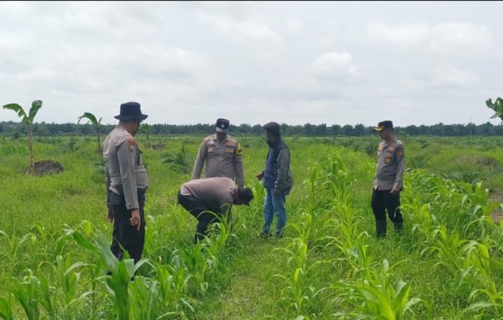 Kapolsek Kandis Pantau Swasembada Pangan, Dukung Produktivitas Petani