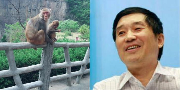 Tragis! Penguasaha ini Tewas Ditimpuk Batu oleh Monyet