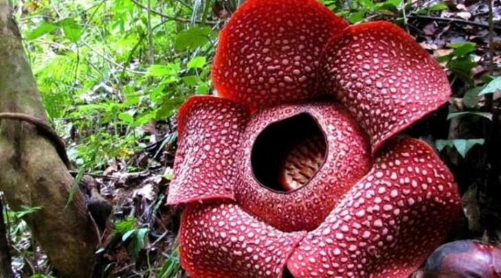 Tebak, Berapa Jumlah Bintik Putih Bunga Rafflesia Langka Ini