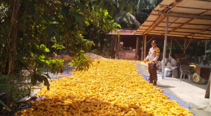 Turunkan Kadar Air, Bhabinkamtibmas Polsek Kandis Bersama Petani Jemur Jagung Hasil Panen Dibawah Sinar Matahari