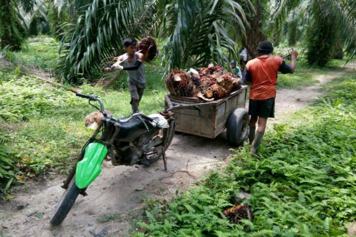 Harga TBS Turun, Semangat Petani di Siak pun Ikutan Turun