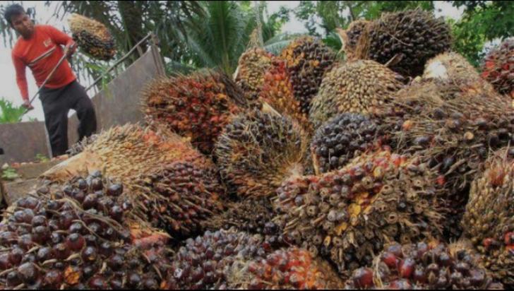 Harga Tandan Buah Segar (TBS) Merosot, Petani Sawit Swadaya Kecewa