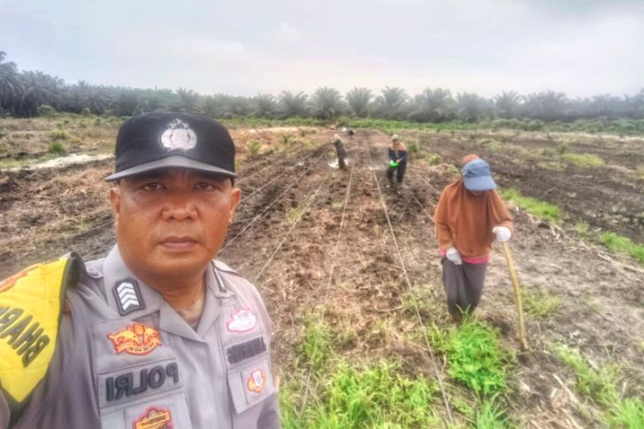 Update Progres Ketahanan Pangan Bersama Petani Ayu Makmur, Kapolsek Kandis Targetkan 6 Hektar Dalam Kondisi Tanam