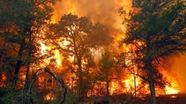 Riau Darurat Kebakaran Lahan