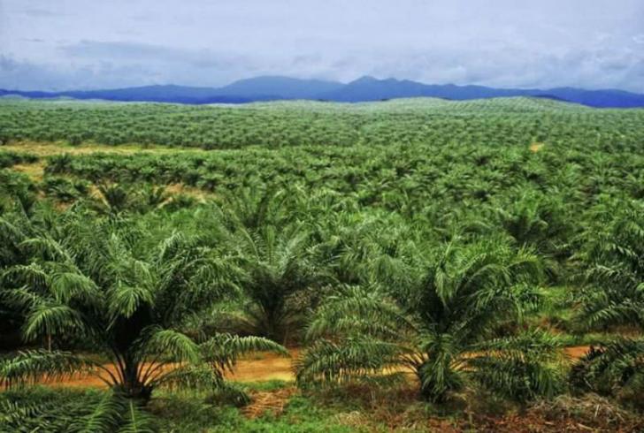 KPK-Disbun Bahas Perizinan Kelapa Sawit di Riau