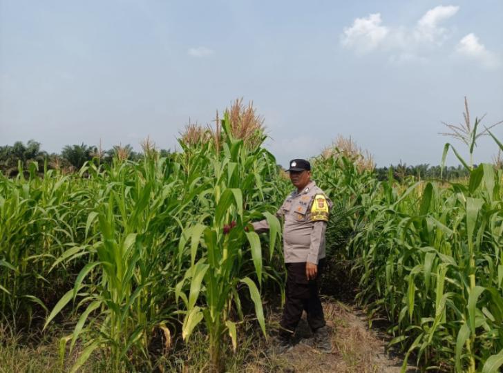 Bhabinkamtibmas Polsek Kandis Kawal Tanaman Jagung, Ketahanan Pangan Dimulai dari Lahan Petani