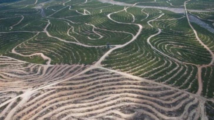 Hutan Gundul, Kadisbun Riau Bantah Itu Karena Masyarakat Tanam Sawit