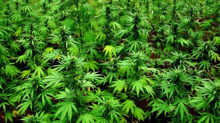 Ganja Sejak Zaman Kerajaan Aceh, Mulai Penyedap Masakan hingga Bahan Pengawet