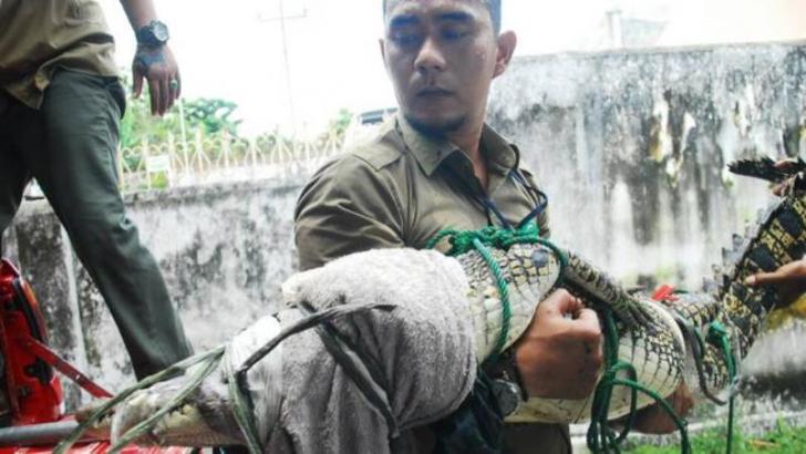 Warga Pekanbaru Geger, Buaya Sepanjang 1,8 Meter Berkeliaran di Halaman Sekolah