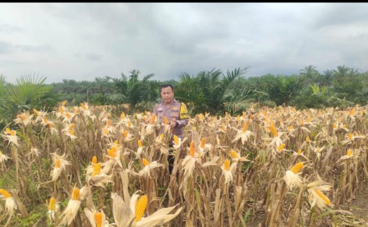 Bhabinkamtibmas Polsek Kandis Pantau Berkala Perkembangan Tanaman Jagung di Kampung SamSam