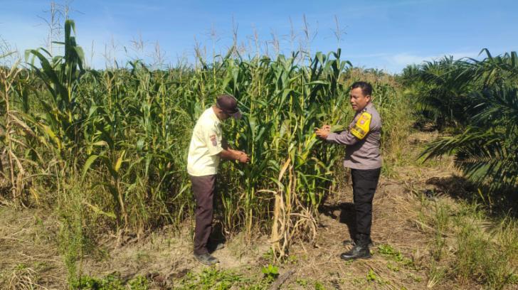Polsek Kandis Tinjau Progres Tanaman Jagung Pipil untuk Ketahanan Pangan